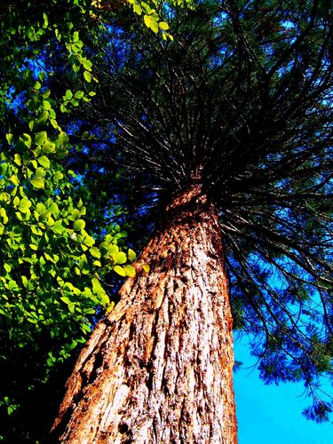 Ein großer Baum