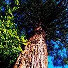 Ein großer Baum