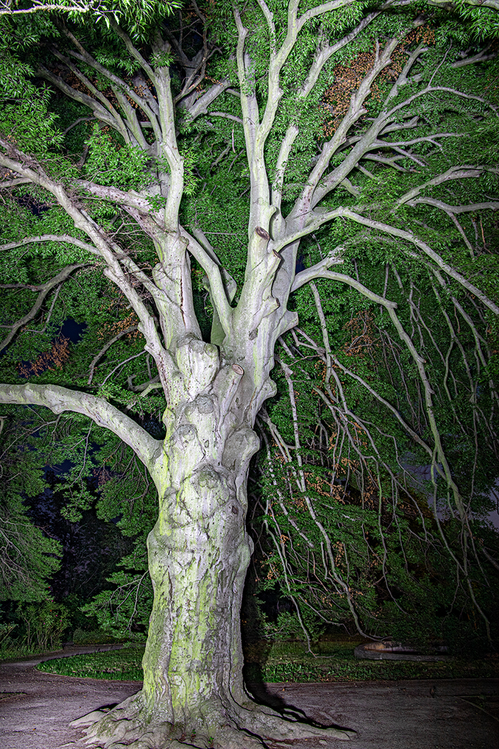 Ein großer Baum...