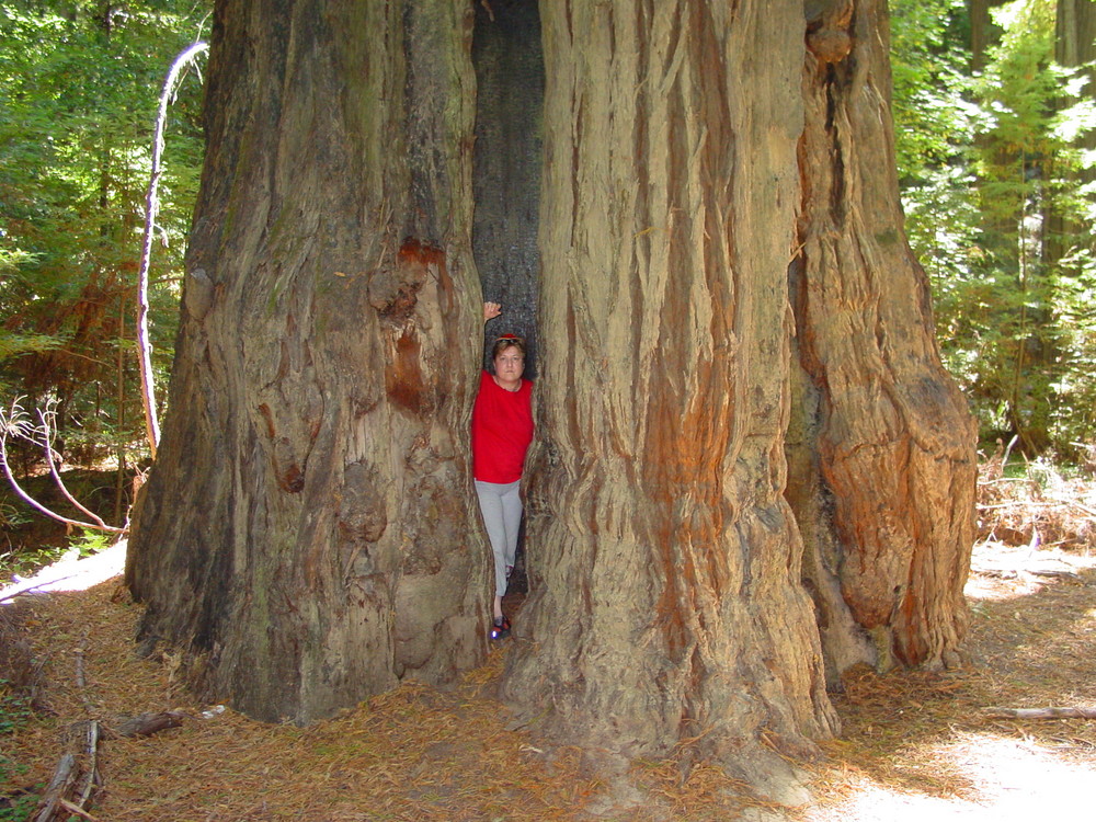 Ein grosser Baum!!!