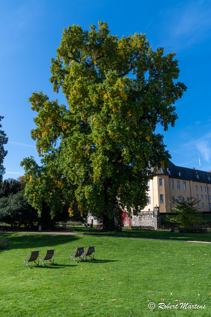 Ein großer Baum vor Schloß Dyck