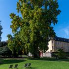 Ein großer Baum vor Schloß Dyck