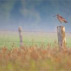 ein großer Brachvogel