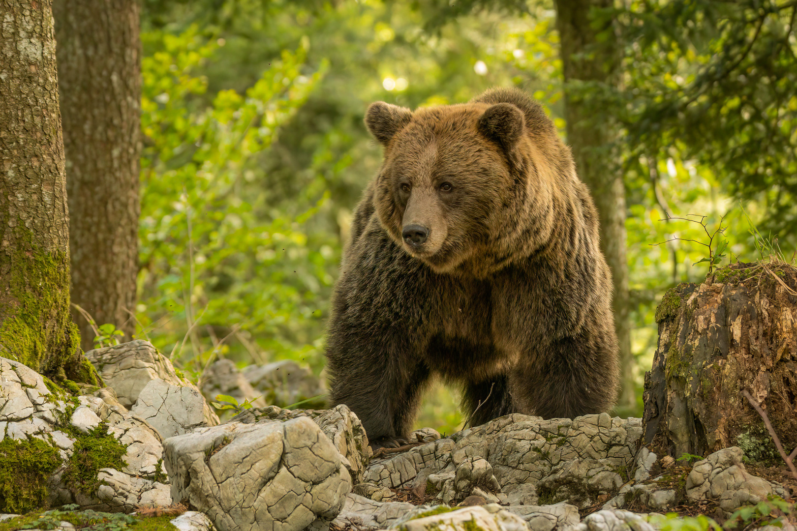 Ein großer Braunbär