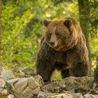 Ein großer Braunbär