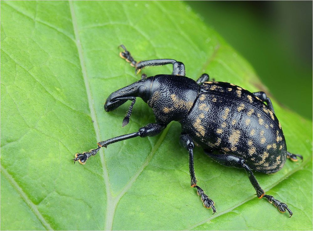 Ein großer brauner Rüsselkäfer. Foto & Bild | wald, natur, insekten