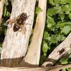 Ein großer Brocken für die Jagdspinne - Die Mistbiene (Eristalis tenax)