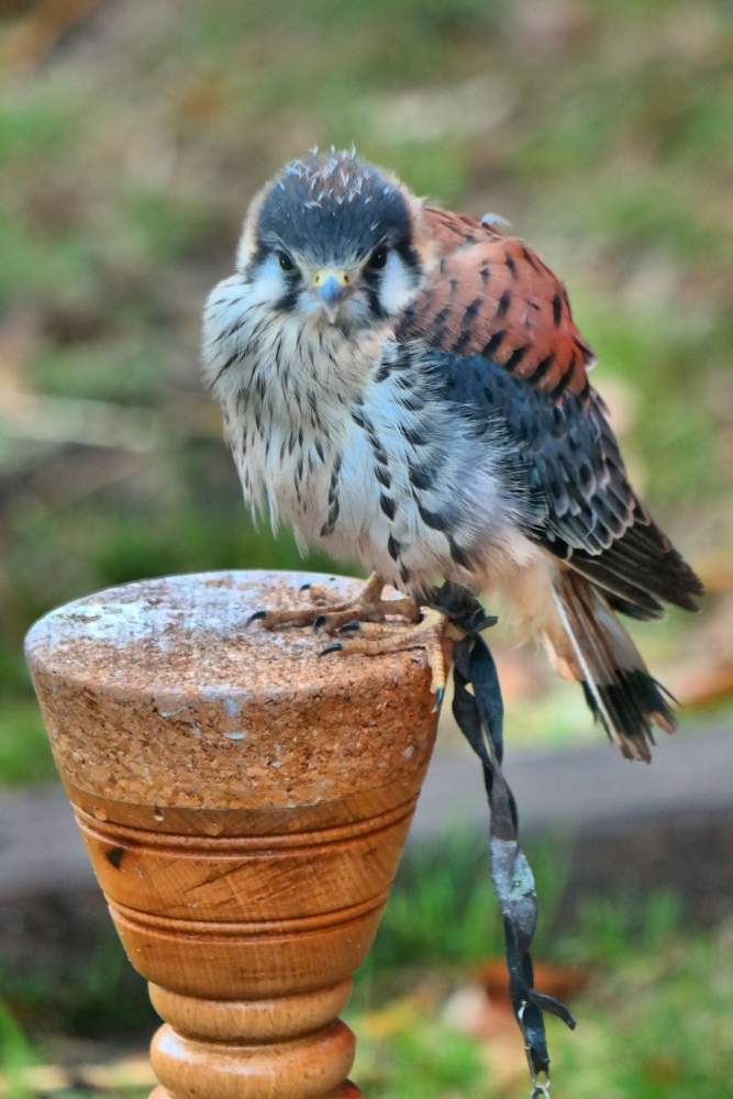 Ein großer Buntfalke