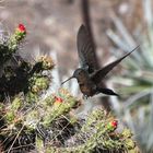 Ein großer der kleinsten - Ein Kolibri