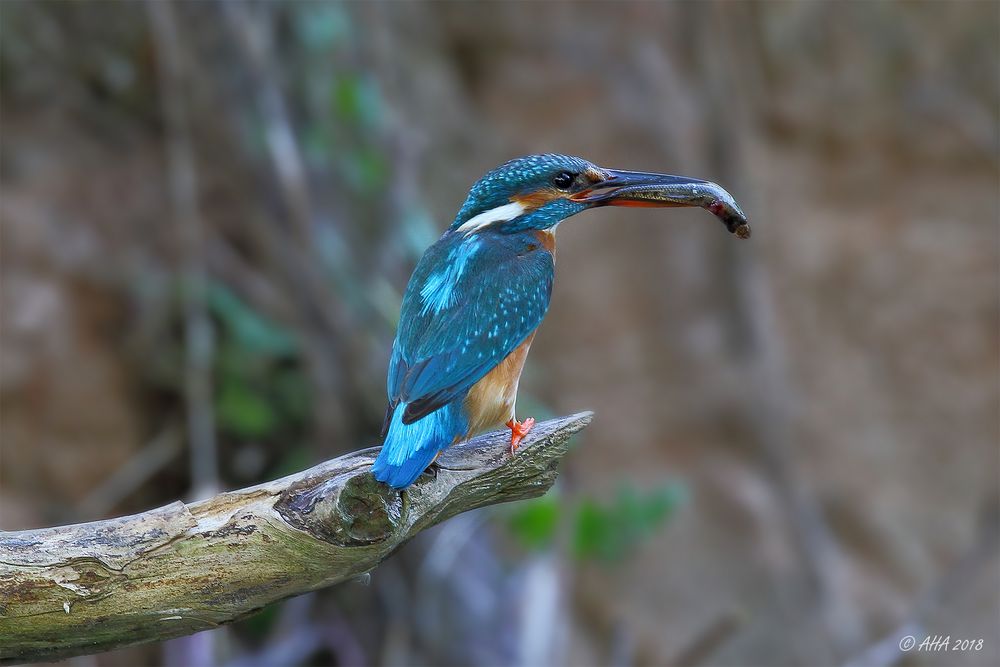 Ein großer Fisch für die Kleinen