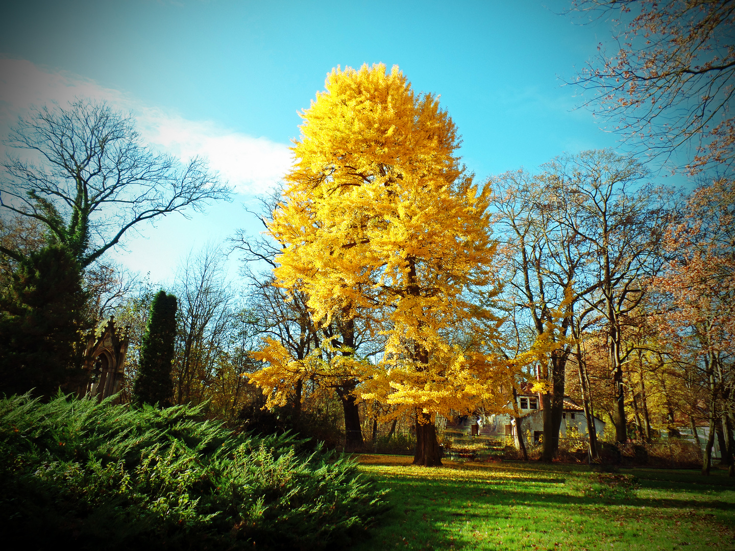 Ein großer Ginko