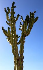 Ein großer grüner Kaktus