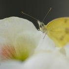 Ein Grosser Kohlweissling bei der Rast :)