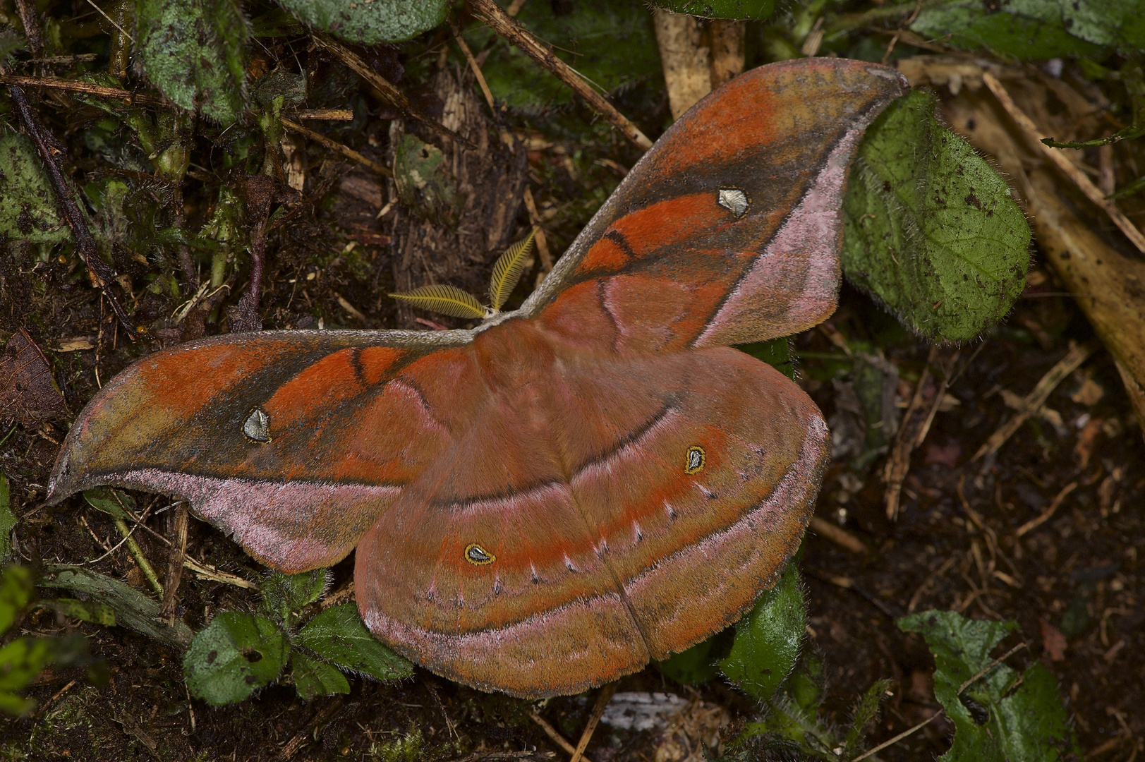   Ein großer Nachtfalter,Saturniidae,Copaxa andescens aus dem Nebelwald von Peru