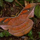   Ein großer Nachtfalter,Saturniidae,Copaxa andescens aus dem Nebelwald von Peru