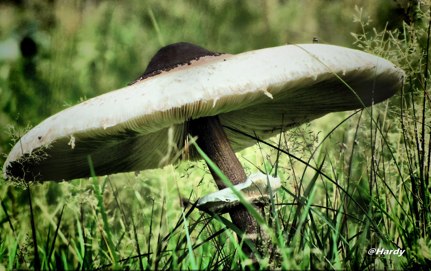 Ein großer Pilz!