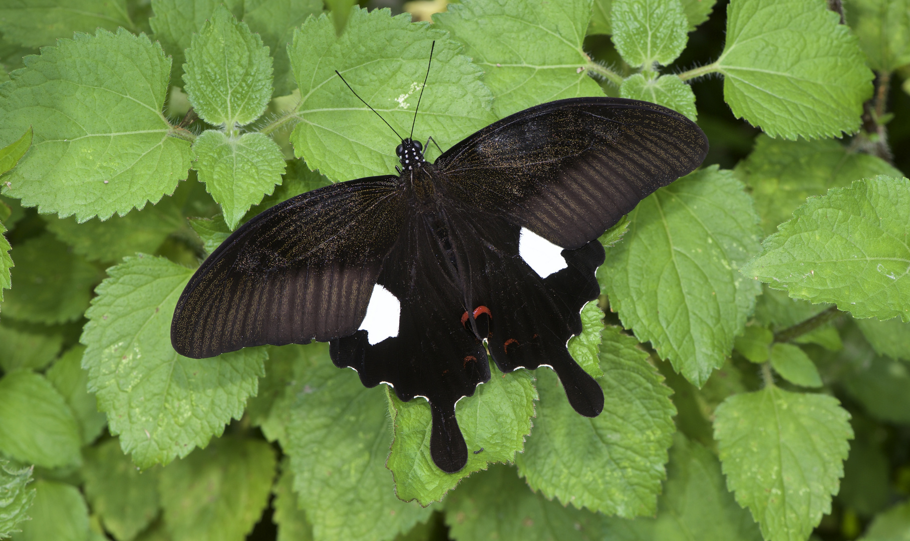 Ein großer Rittenfalter, Red Helen,  aus dem Tropischen Regenwald von Thailand