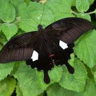 Ein großer Rittenfalter, Red Helen,  aus dem Tropischen Regenwald von Thailand