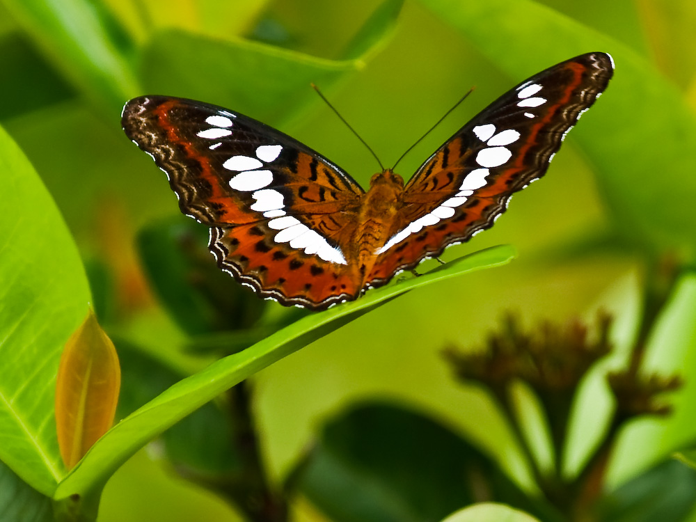 Ein großer Schmetterling