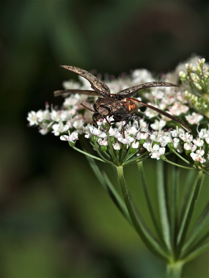 Ein großer Schnellkäfer der Familie Elatidae (Adelocera murina?) beim Abflug