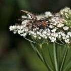 Ein großer Schnellkäfer der Familie Elatidae (Adelocera murina?) beim Abflug