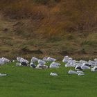 Ein großer Schwarm Möwen (nur Ausschnitt!) hatte sich gestern am Deichfuß in Lee niedergelassen ...