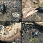 Ein großer schwarzer Käfer ...