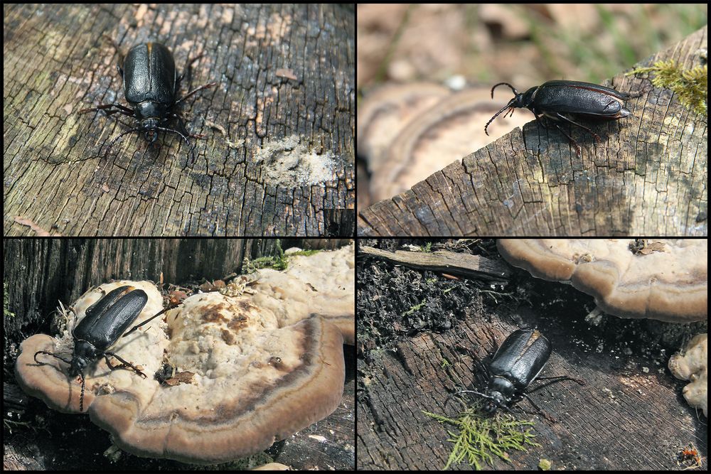Ein großer schwarzer Käfer Foto & Bild natur