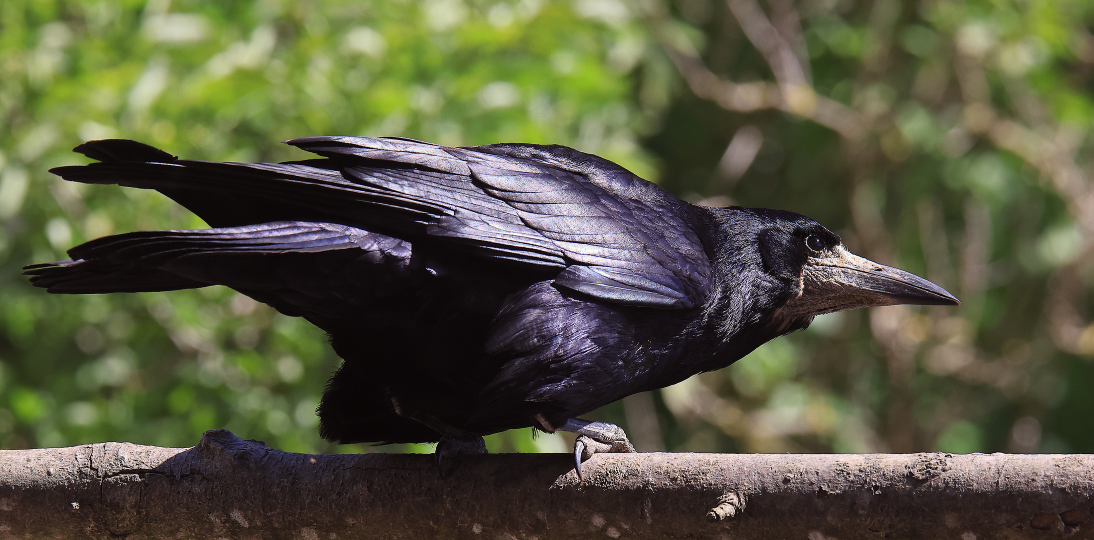 ein großer Singvogel -  Saatkrähe Corvus frugilegus