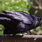 ein großer Singvogel -  Saatkrähe Corvus frugilegus