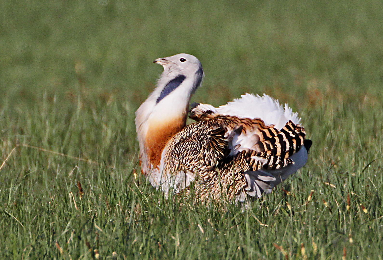 Ein großer stolzer Vogel