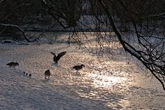 Ein großer Teich war zugefroren