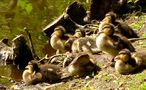 Ein großer und hübscher Kindersegen! von EdelS