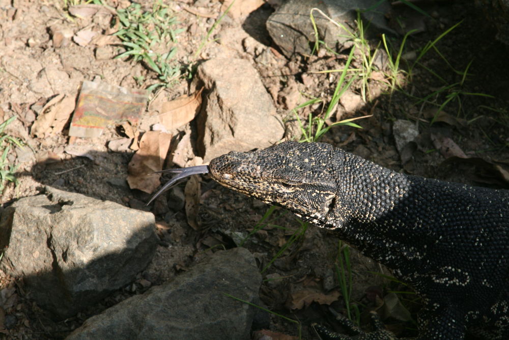 Ein grosser Waran in Sri Lanka