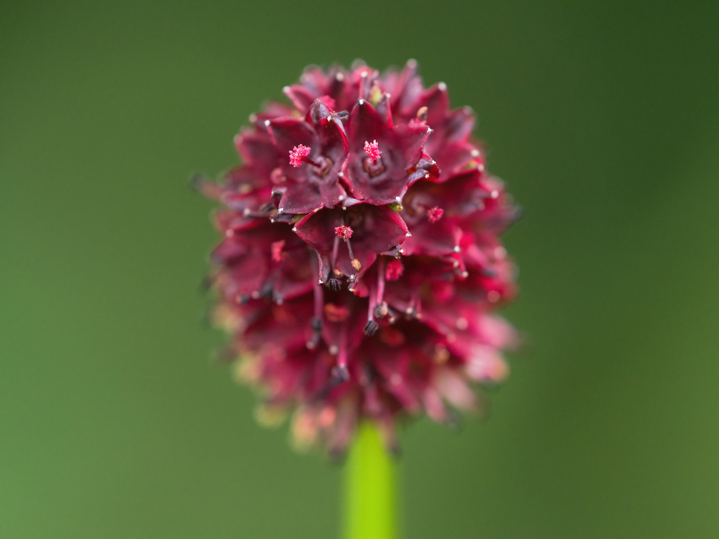 Ein großer Wiesenknopf