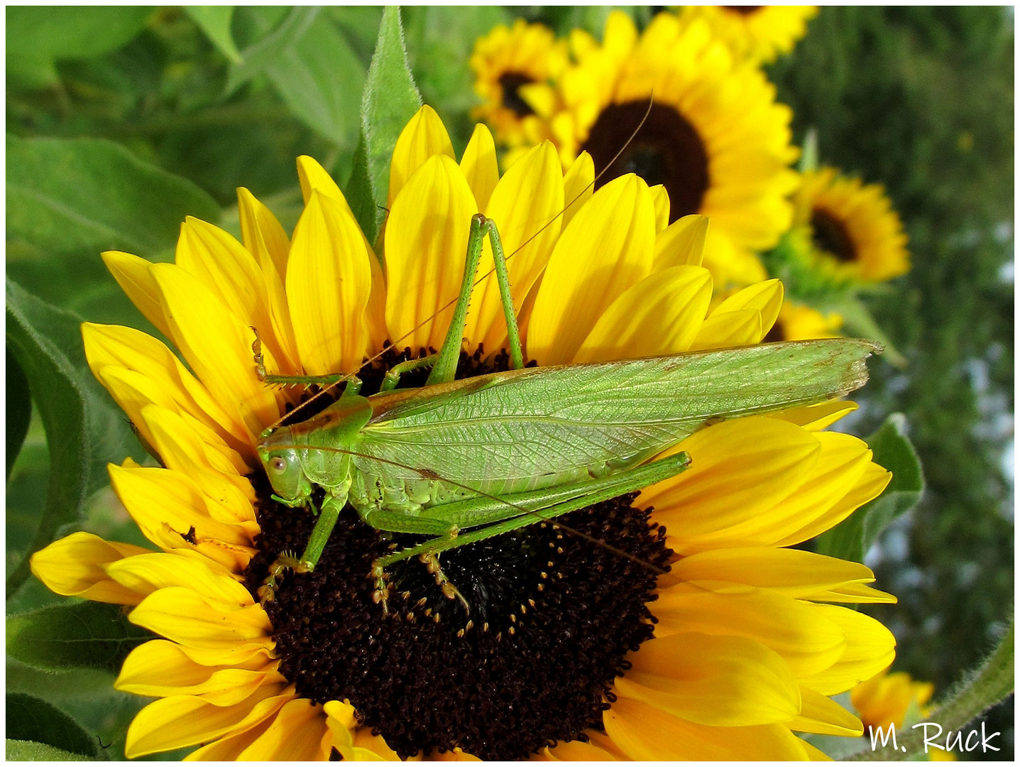 Ein großes Heupferd auf einer Blüte ,