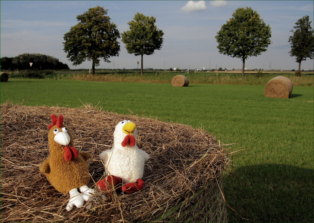 Ein großes Nest...