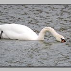 Ein gründelnder Schwan.