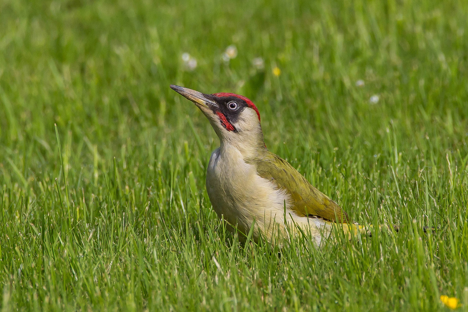 ein Grüner