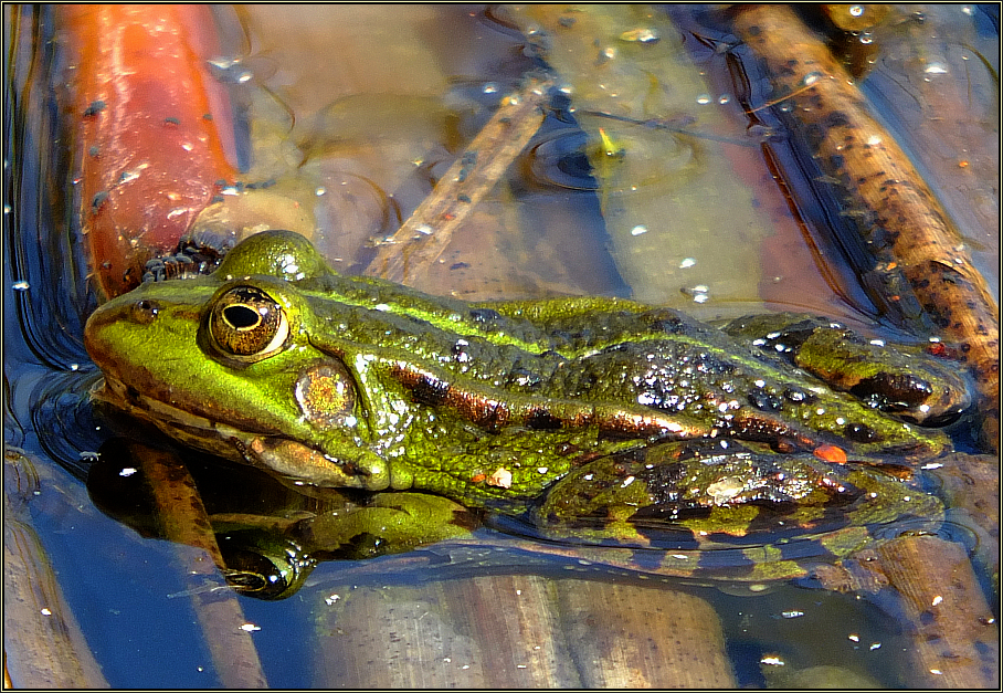 Ein Grüner beim Sonnenbad