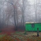 Ein grüner Farbklecks am Waldrand