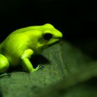 Ein grüner Frosch