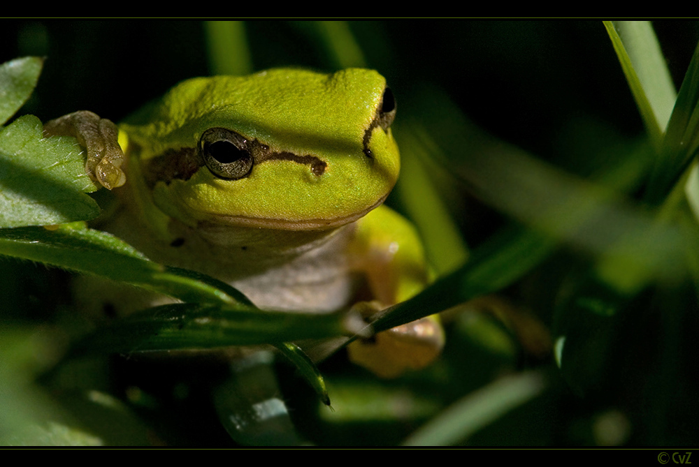 ein grüner Frosch