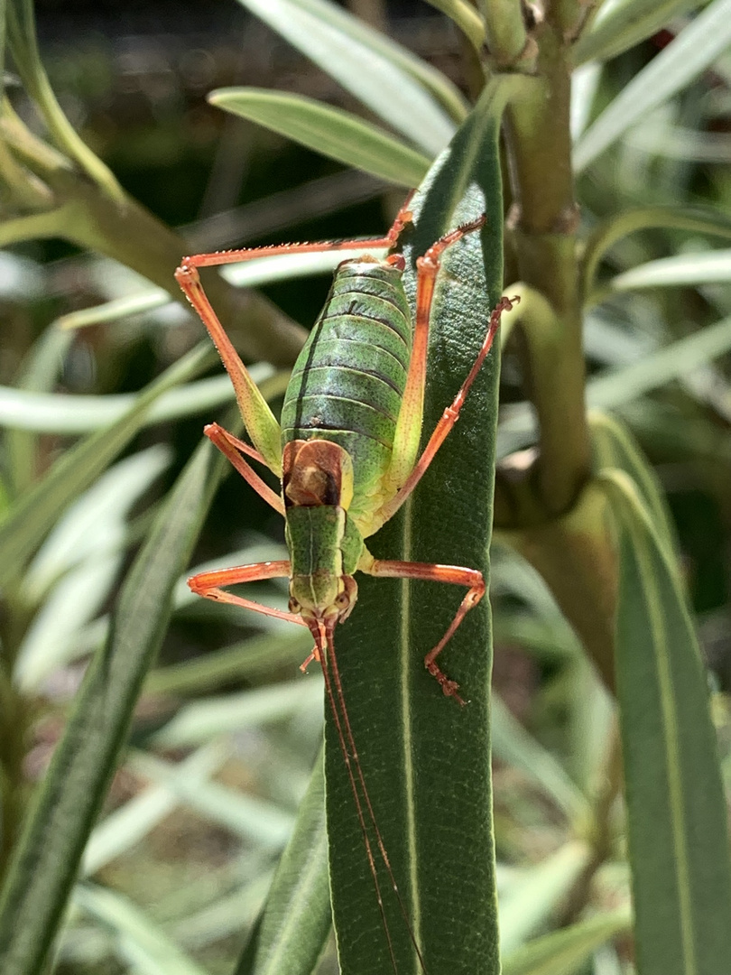 Ein grüner Geselle