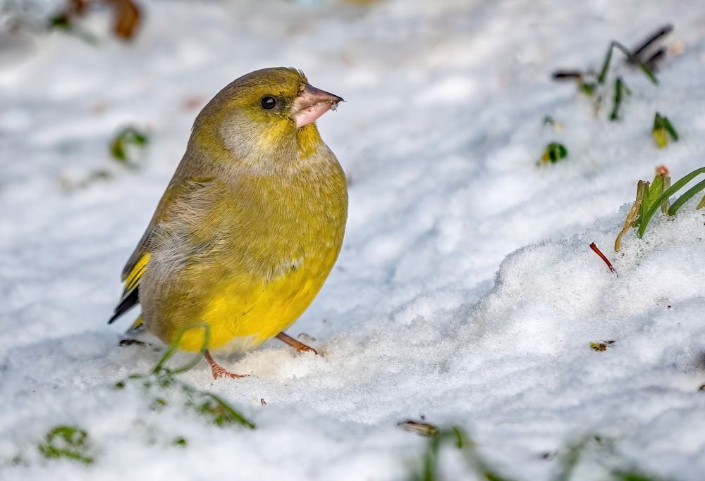 "EIN GRÜNER IM SCHNEE"