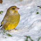 "EIN GRÜNER IM SCHNEE"