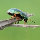 Ein grüner Käfer