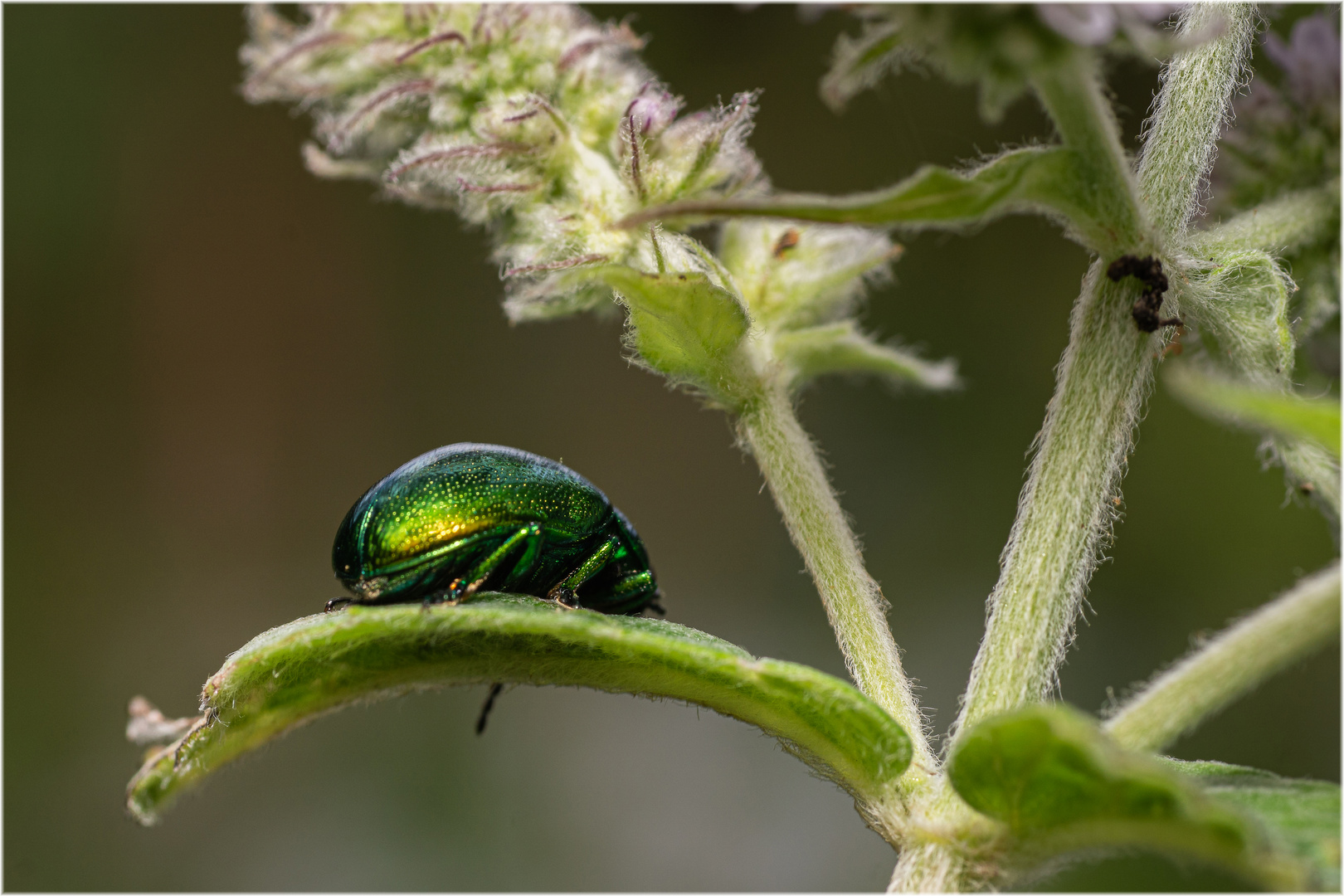 ein grüner Käfer