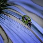 Ein grüner Käfer