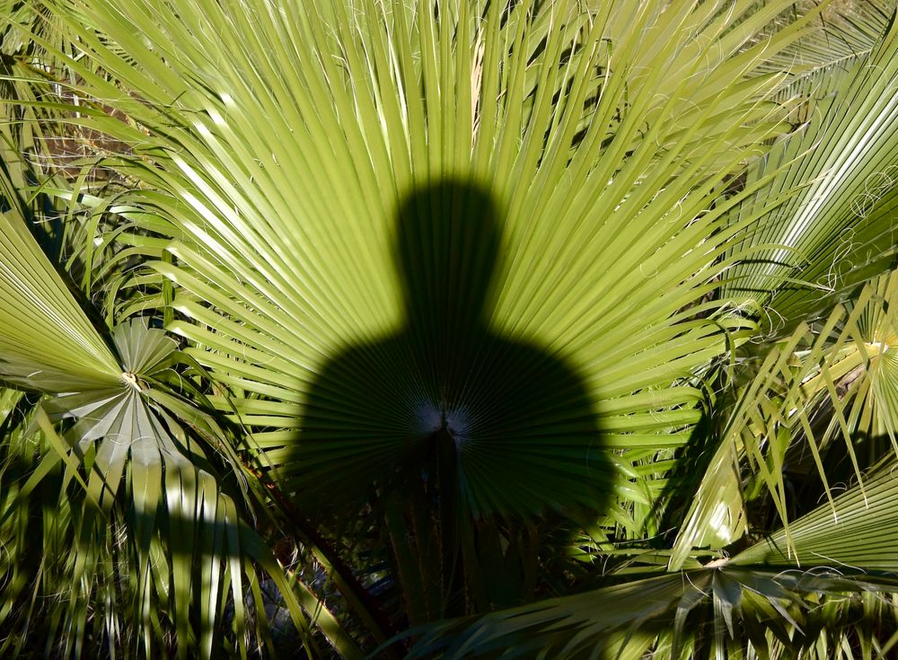 Ein grüner Mann im Sonnenlicht